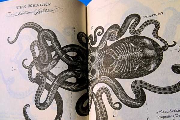 Kraken url