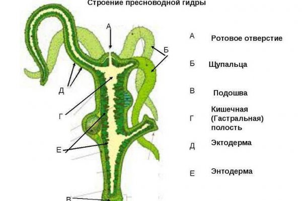 Гидра через тор